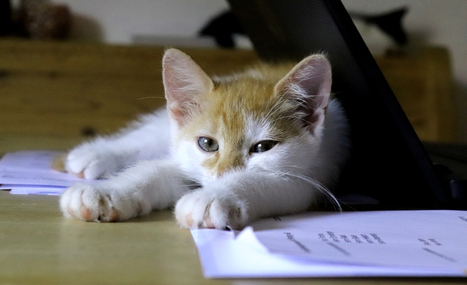 Süße Katze liegt auf Laptop und Papier